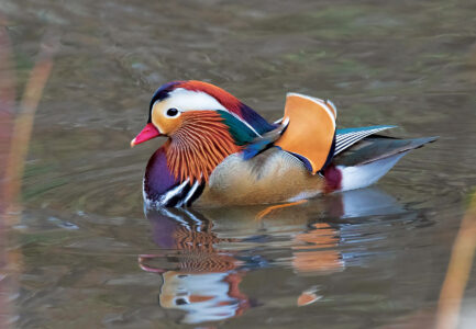 a multicolored mandarin duck swimming in a pond